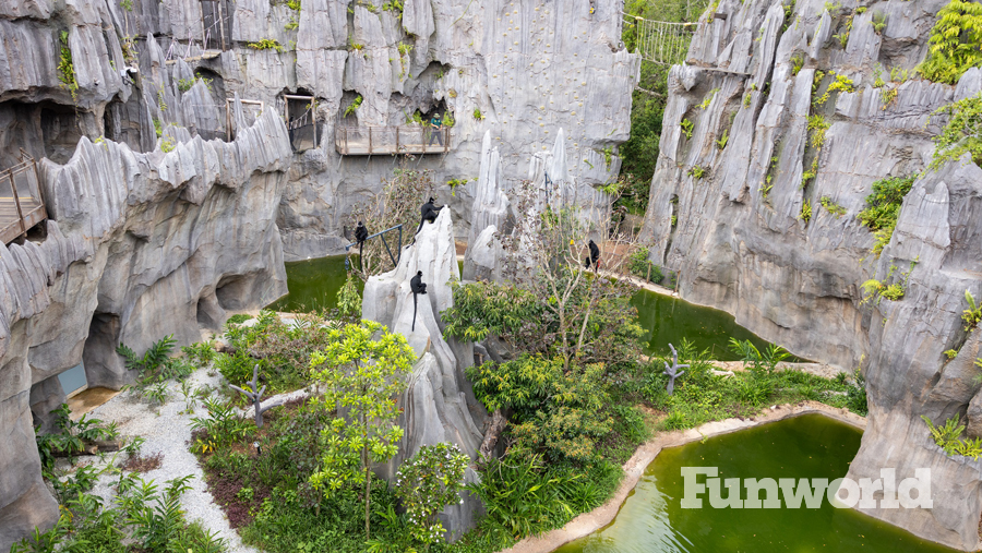 rainforest wild asia monkey habitat