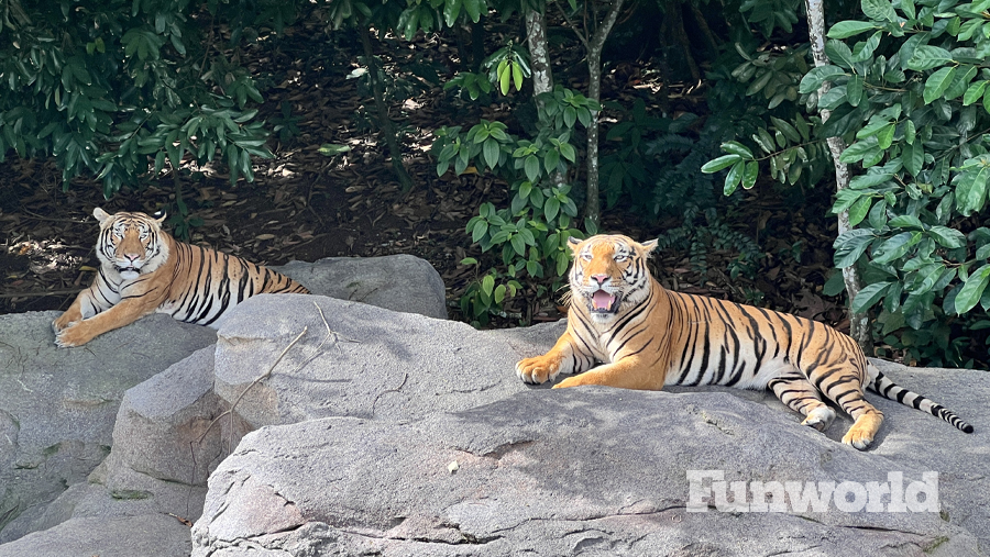 rainforest wild asia tiger habitat
