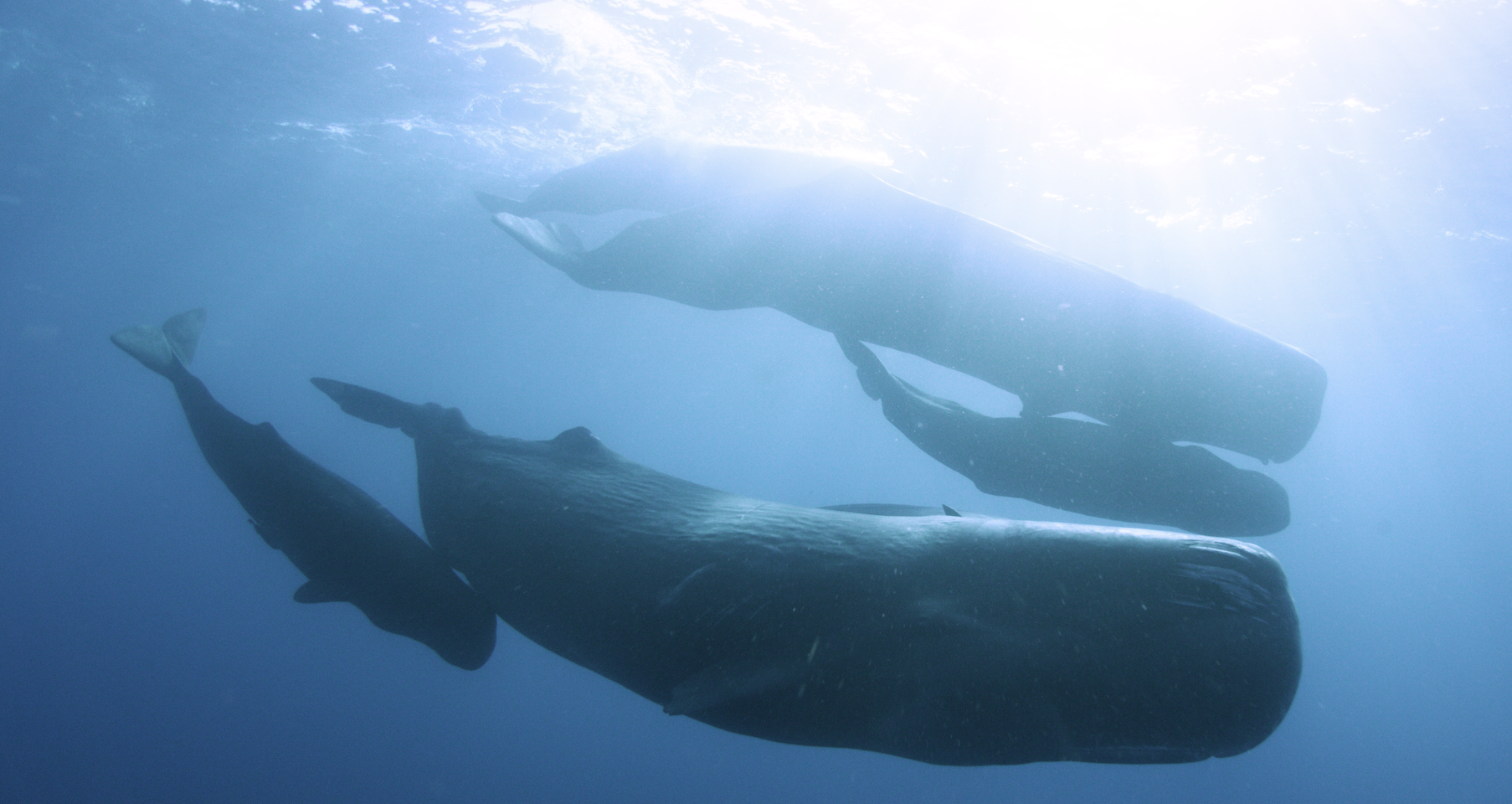 SeaWorld Expedition Odyssey_Fire_Ice_Film with Whales