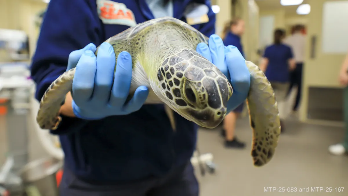 A juvenile sea turtle receives veterinary care