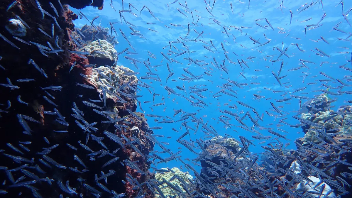 A school of fish swim in their habitat at The Living Seas