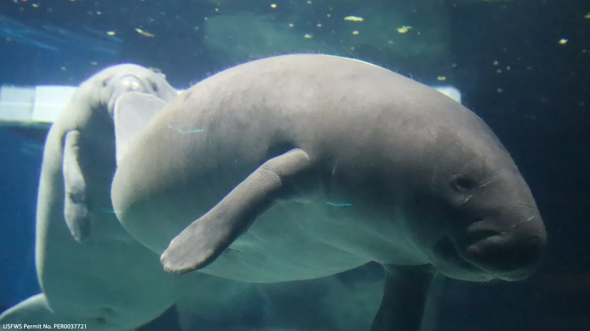 Manatees residing at The Living Seas during rehabilitation