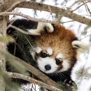 Red Panda in tree