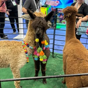 Alpacas
