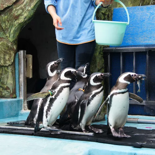 Penguins being fed