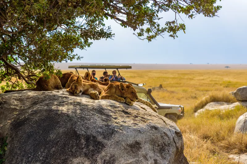 Group of Young Lions in Tanzania Safari