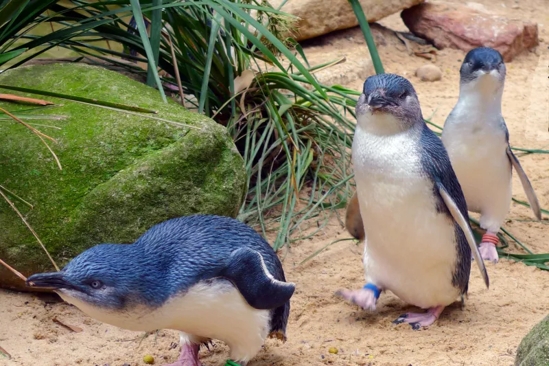 Australian penguins walking