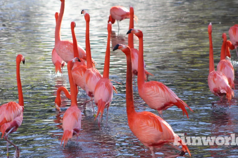 san antonio zoo's flamingo habitat