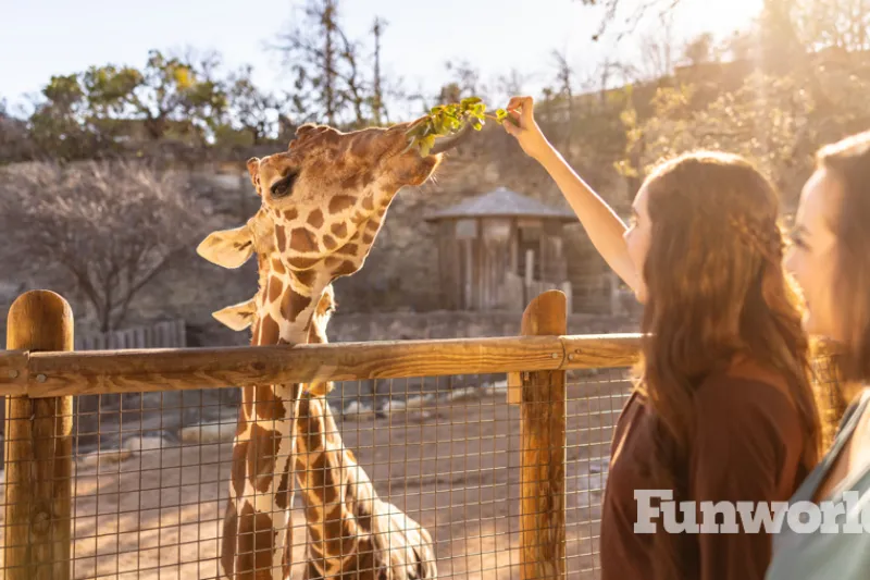 san antonio zoo's giraffe habitat