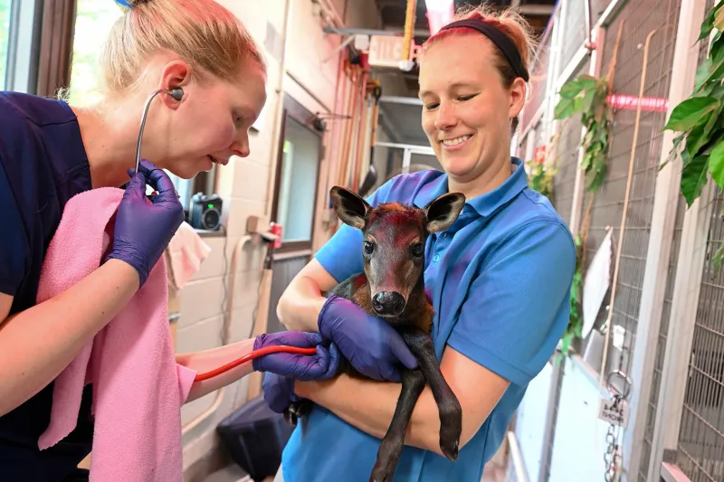 Jamie-Duiker Calf and Dr Lily