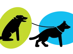 Dogs Safety Graphic