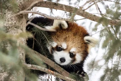Red Panda in tree