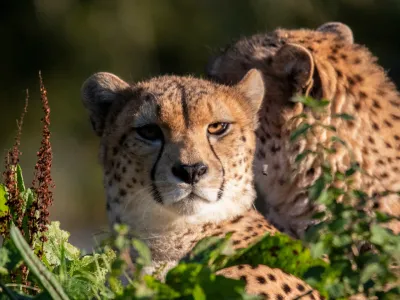 Zoos_conservation