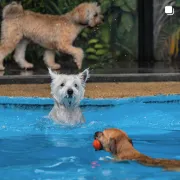 Dogs playing in pool