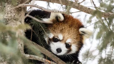 Red Panda in tree
