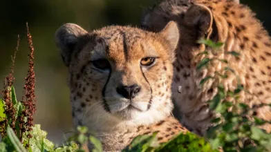Zoos_conservation