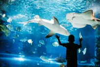 Boy watching sharks in a water park