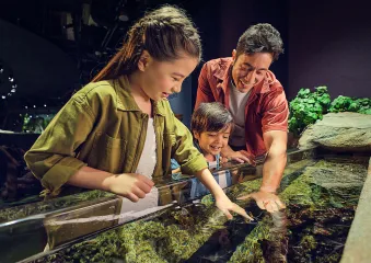 Singapore Oceanarium - Singapore's Coast