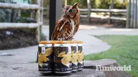 chattanooga zoo oddstory brewing