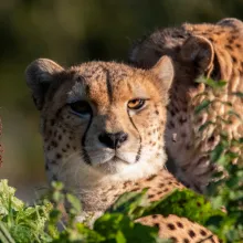 Zoos_conservation