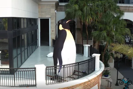 SeaWorld Orlando Big City Penguins