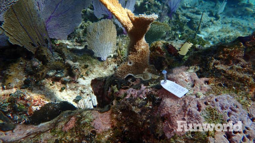 xcaret sea life coral